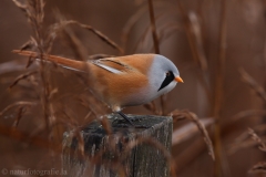 129 Bartmeise - Panurus biarmicus